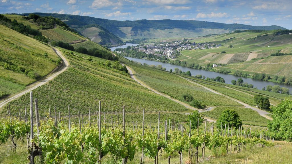 Germany’s White Wine Boom: Exports Rise Against the Odds